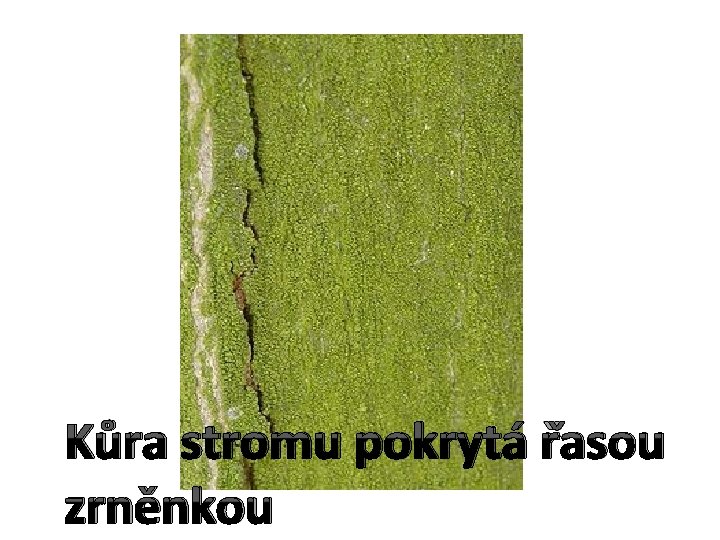 Kůra stromu pokrytá řasou zrněnkou 