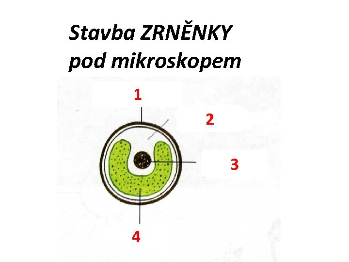 Stavba ZRNĚNKY pod mikroskopem 1 2 3 4 