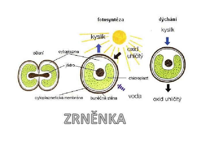 ZRNĚNKA 