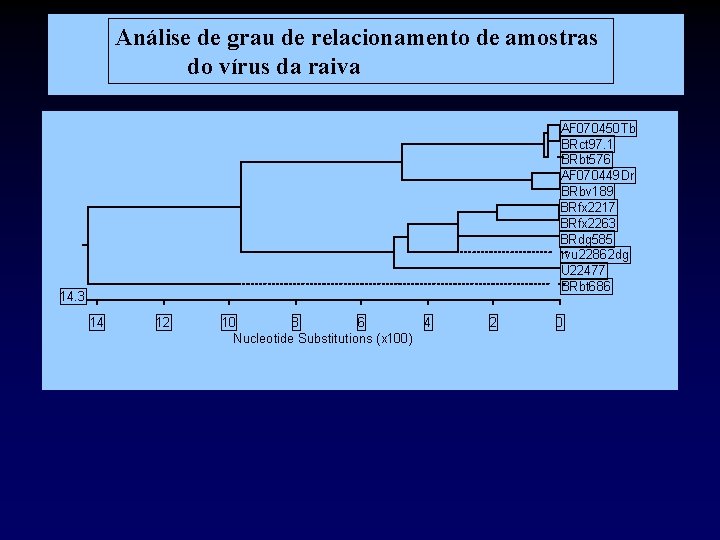 Análise de grau de relacionamento de amostras do vírus da raiva AF 070450 Tb