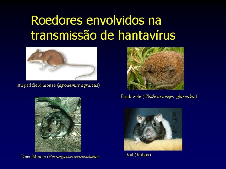 Roedores envolvidos na transmissão de hantavírus striped field mouse (Apodemus agrarius) Bank vole (Clethrionomys