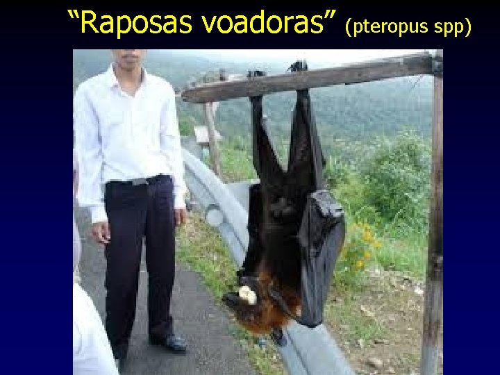 “Raposas voadoras” (pteropus spp) 