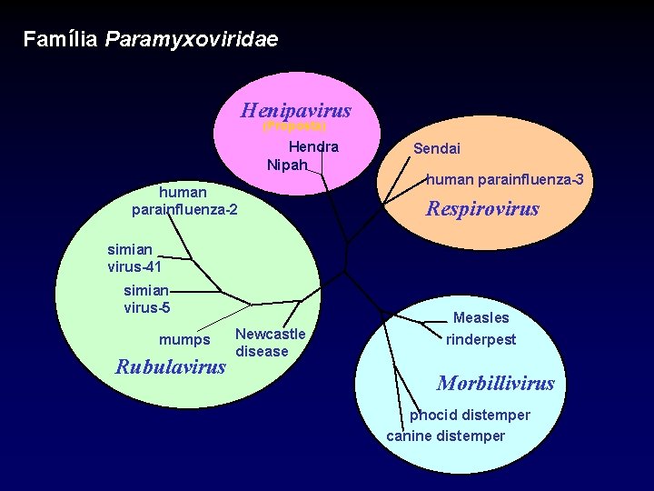 Família Paramyxoviridae Henipavirus (Proposta) Hendra Nipah human parainfluenza-2 Sendai human parainfluenza-3 Respirovirus simian virus-41