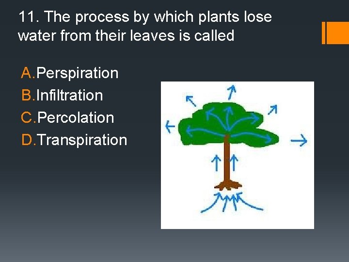 11. The process by which plants lose water from their leaves is called A.