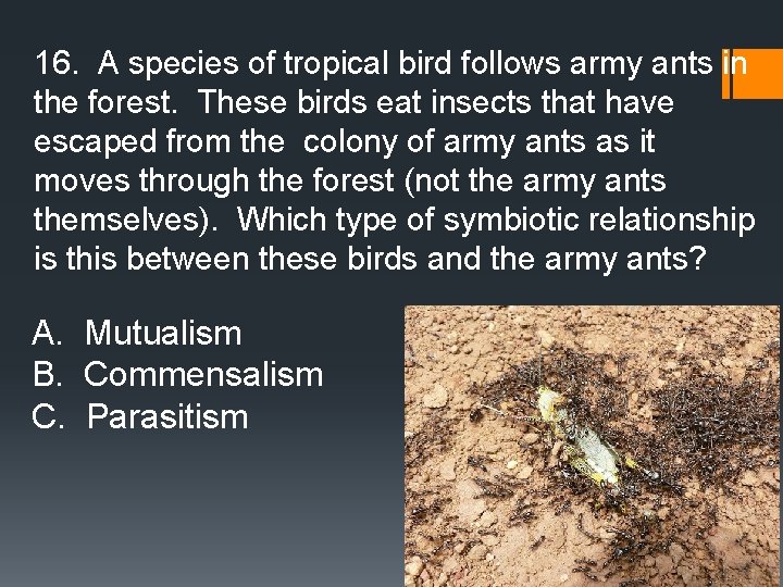 16. A species of tropical bird follows army ants in the forest. These birds