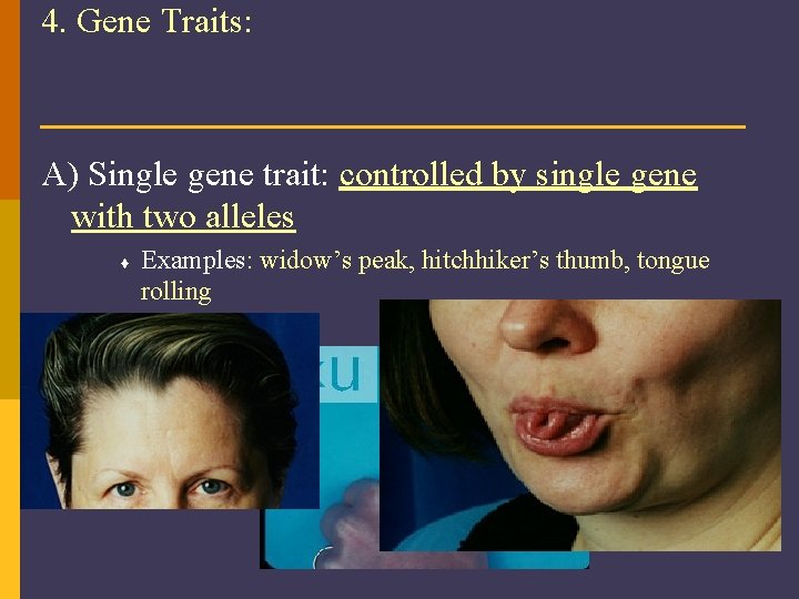4. Gene Traits: A) Single gene trait: controlled by single gene with two alleles