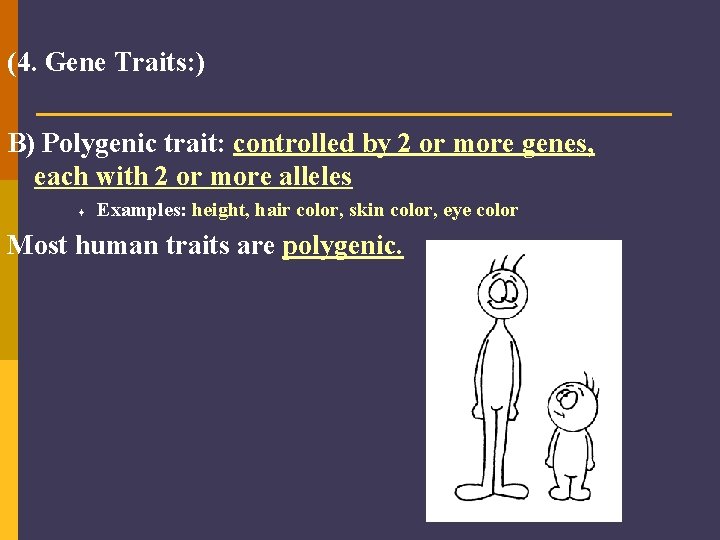 (4. Gene Traits: ) B) Polygenic trait: controlled by 2 or more genes, each
