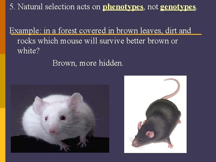 5. Natural selection acts on phenotypes, not genotypes. Example: in a forest covered in