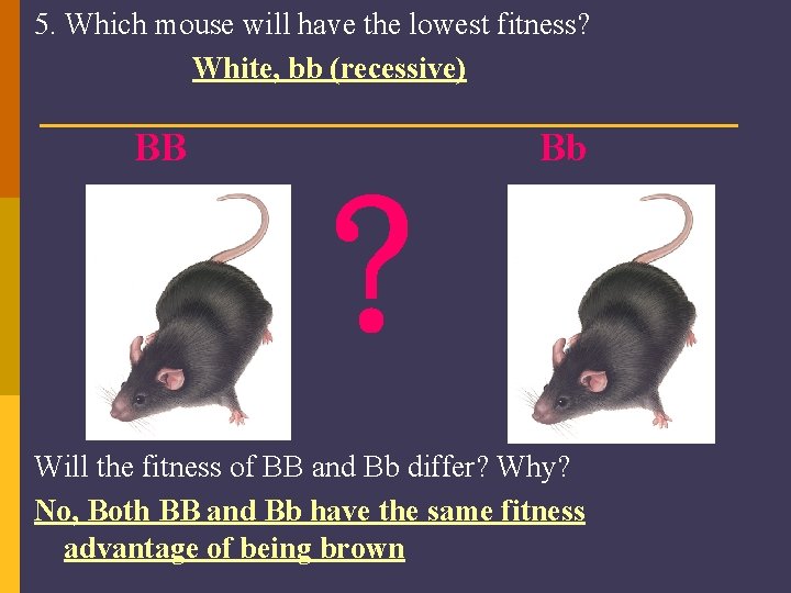 5. Which mouse will have the lowest fitness? White, bb (recessive) BB Bb ?