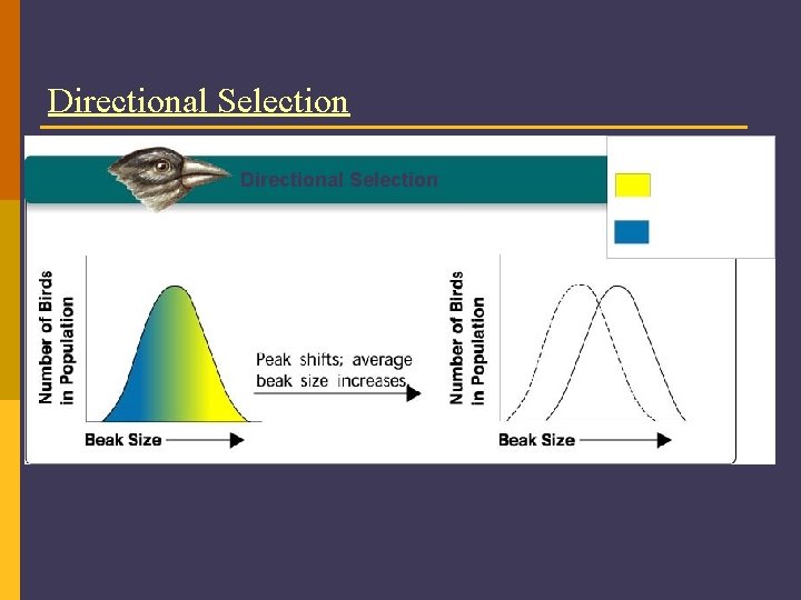 Directional Selection Key Directional Selection Food becomes scarce. Low mortality, high fitness High mortality,