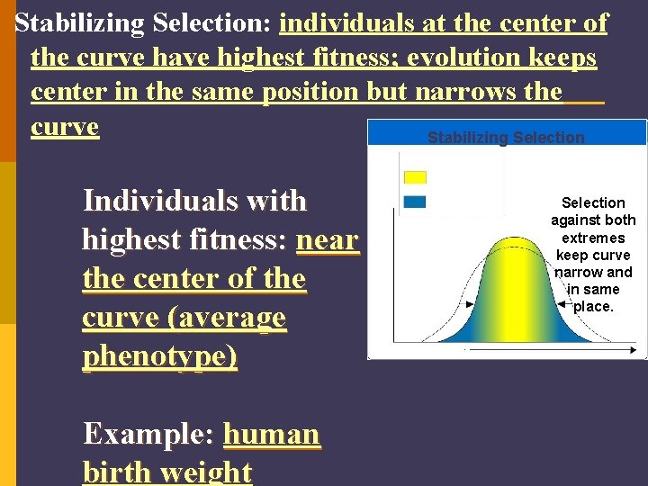 Stabilizing Selection: individuals at the center of the curve have highest fitness; evolution keeps