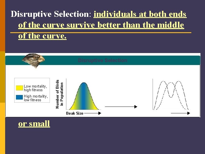 Disruptive Selection: individuals at both ends of the curve survive better than the middle