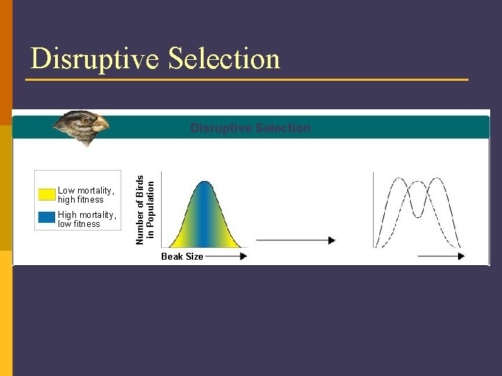 Disruptive Selection Low mortality, high fitness High mortality, low fitness Population splits into two
