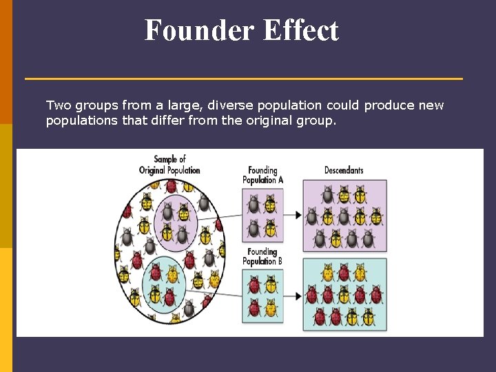 Founder Effect Two groups from a large, diverse population could produce new populations that