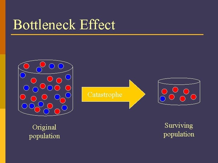 Bottleneck Effect Catastrophe Original population Surviving population 