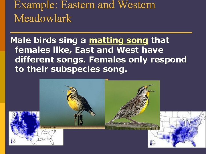 Example: Eastern and Western Meadowlark Male birds sing a matting song that females like,