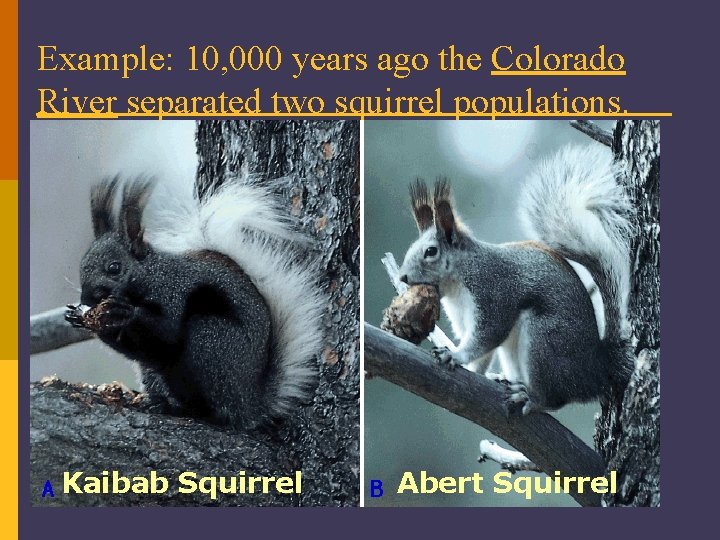 Example: 10, 000 years ago the Colorado River separated two squirrel populations. Kaibab Squirrel
