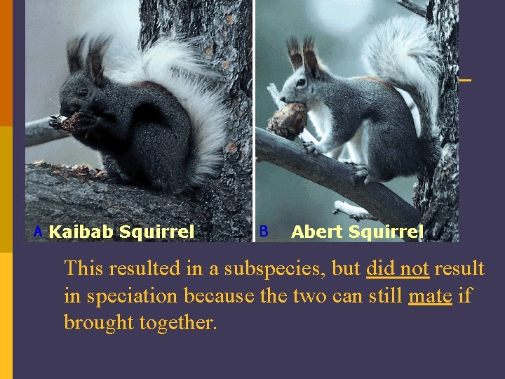 Kaibab Squirrel Abert Squirrel This resulted in a subspecies, but did not result in