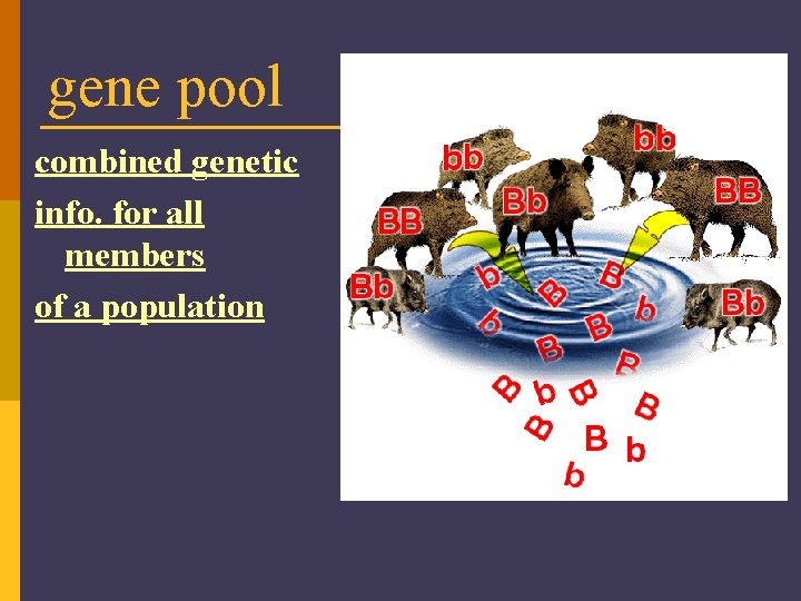 gene pool combined genetic info. for all members of a population 