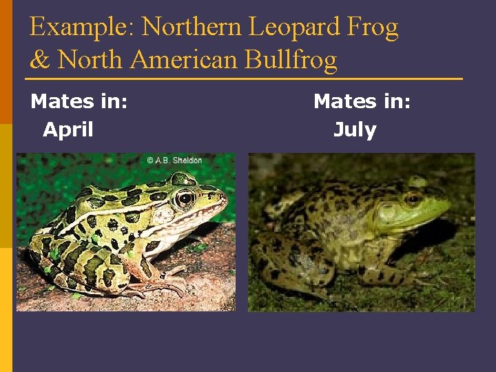 Example: Northern Leopard Frog & North American Bullfrog Mates in: April Mates in: July