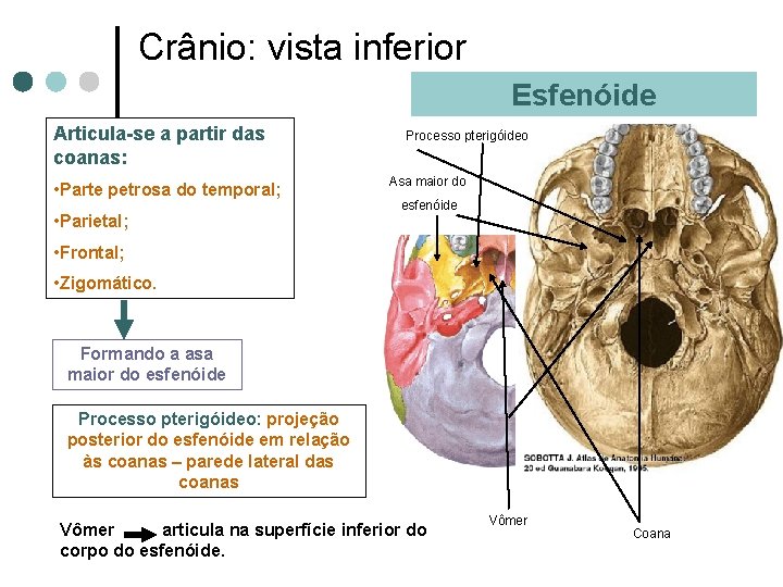Crânio: vista inferior Esfenóide Articula-se a partir das coanas: • Parte petrosa do temporal;