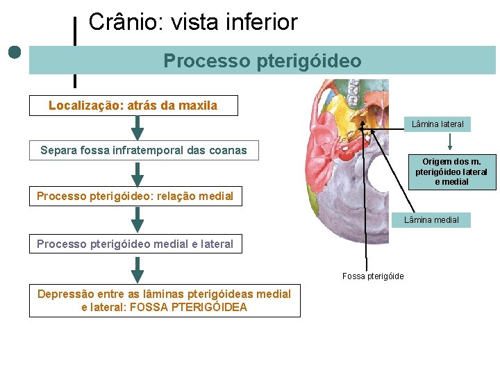 Crânio: vista inferior Processo pterigóideo Localização: atrás da maxila Lâmina lateral Separa fossa infratemporal