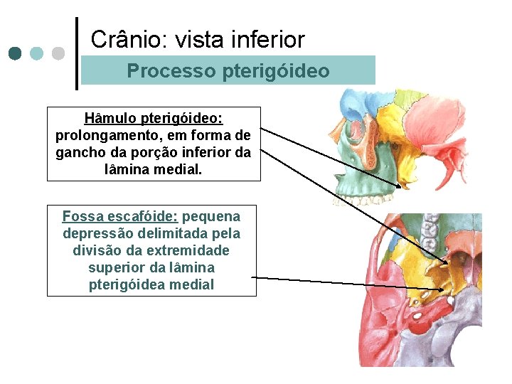 Crânio: vista inferior Processo pterigóideo Hâmulo pterigóideo: prolongamento, em forma de gancho da porção