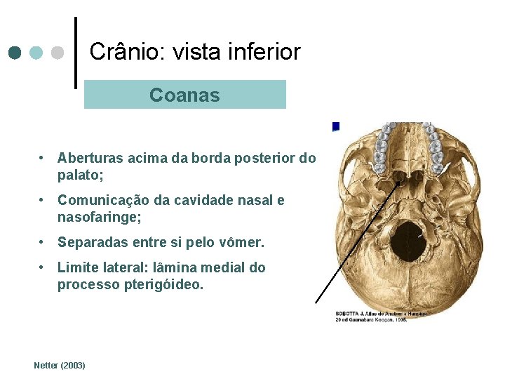 Crânio: vista inferior Coanas • Aberturas acima da borda posterior do palato; • Comunicação