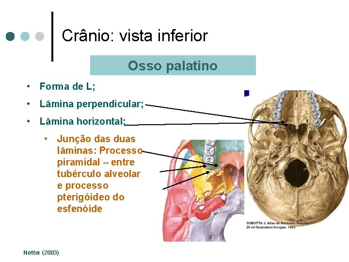 Crânio: vista inferior Osso palatino • Forma de L; • Lâmina perpendicular; • Lâmina