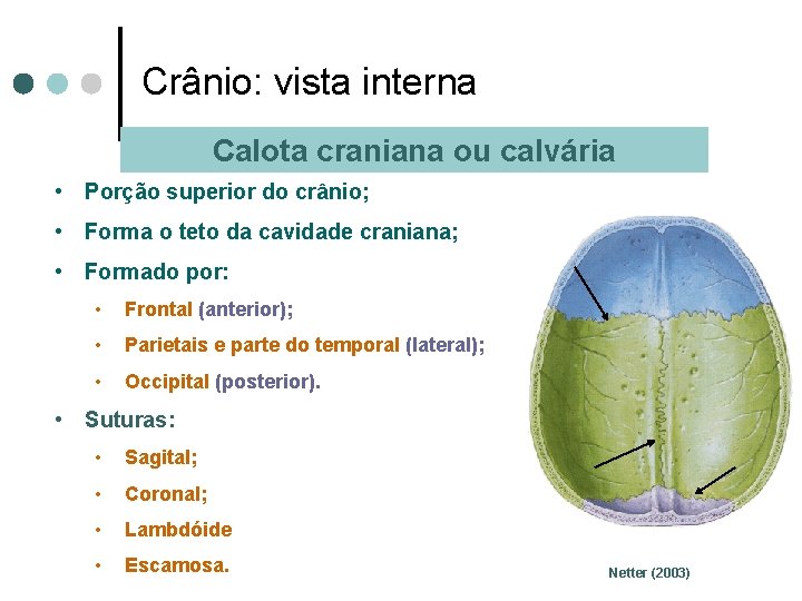 Crânio: vista interna Calota craniana ou calvária • Porção superior do crânio; • Forma