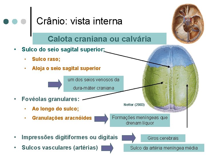 Crânio: vista interna Calota craniana ou calvária • Sulco do seio sagital superior; •