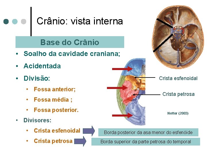 Crânio: vista interna Base do Crânio • Soalho da cavidade craniana; • Acidentada •