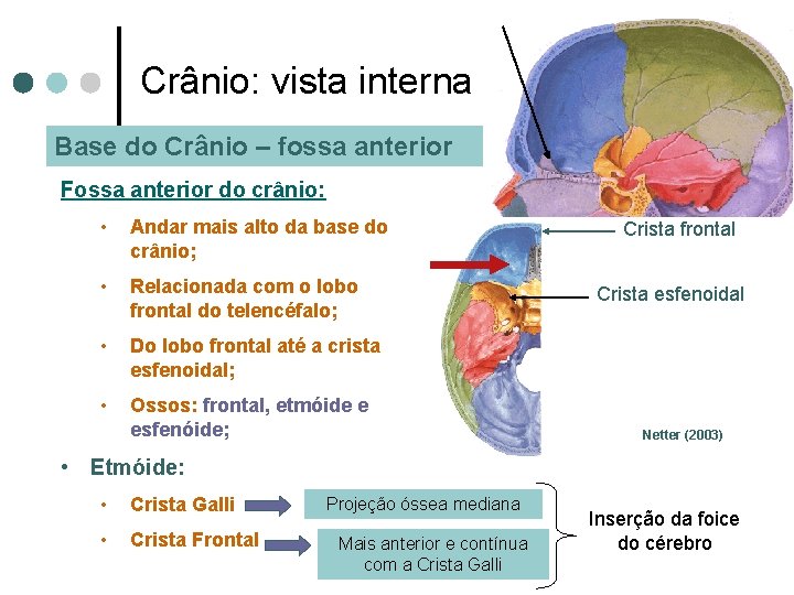 Crânio: vista interna Base do Crânio – fossa anterior Fossa anterior do crânio: •