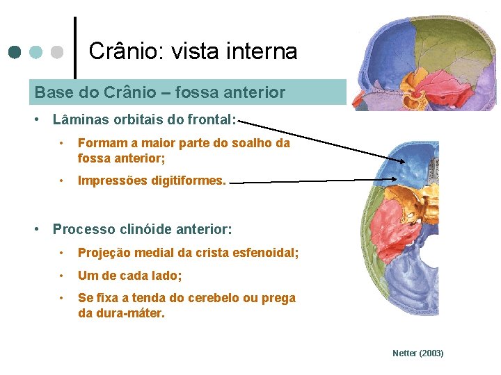 Crânio: vista interna Base do Crânio – fossa anterior • Lâminas orbitais do frontal: