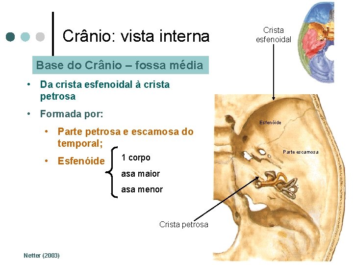 Crânio: vista interna Crista esfenoidal Base do Crânio – fossa média • Da crista