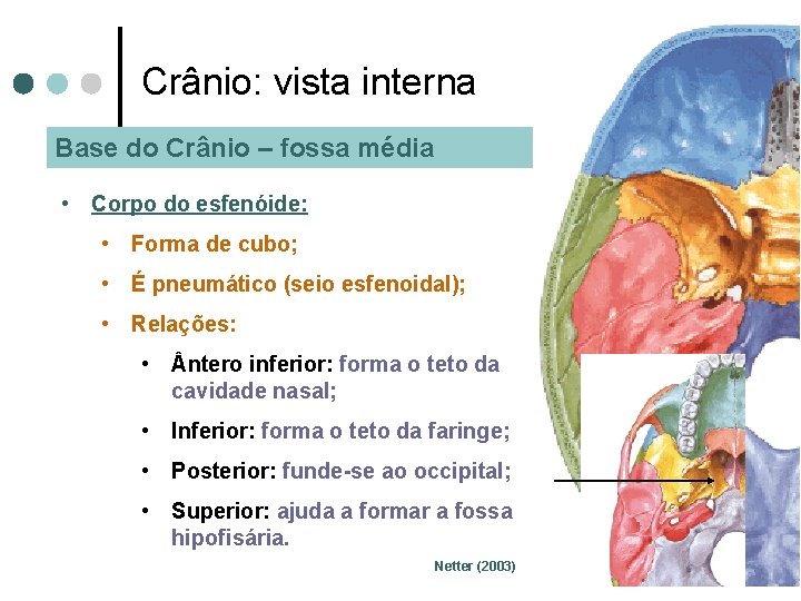 Crânio: vista interna Base do Crânio – fossa média • Corpo do esfenóide: •