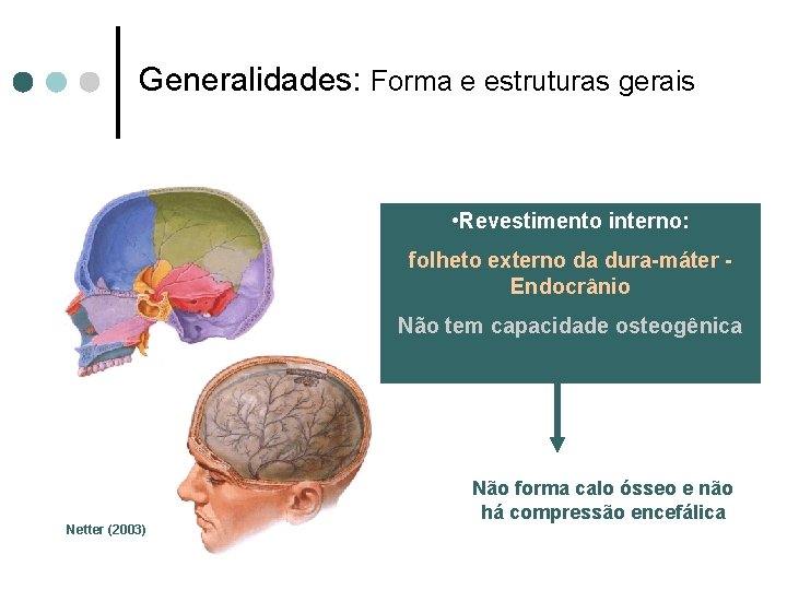 Generalidades: Forma e estruturas gerais • Revestimento interno: folheto externo da dura-máter Endocrânio Não