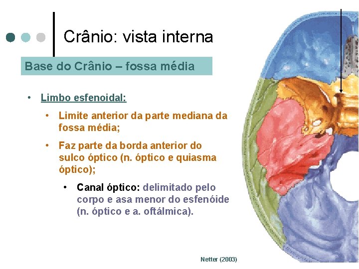 Crânio: vista interna Base do Crânio – fossa média • Limbo esfenoidal: • Limite