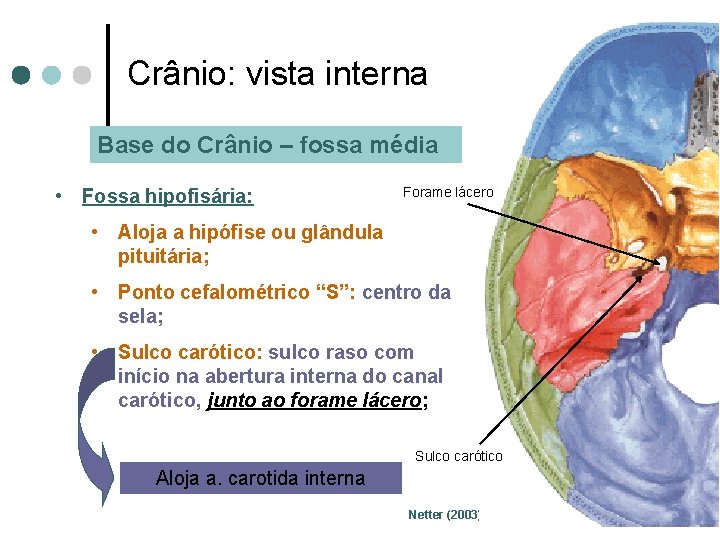 Crânio: vista interna Base do Crânio – fossa média • Fossa hipofisária: Forame lácero