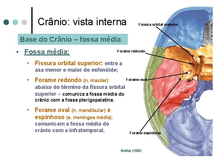 Crânio: vista interna Fissura orbital superior Base do Crânio – fossa média • Fossa