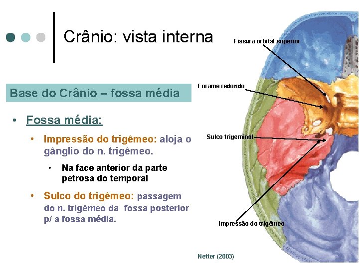 Crânio: vista interna Base do Crânio – fossa média Fissura orbital superior Forame redondo