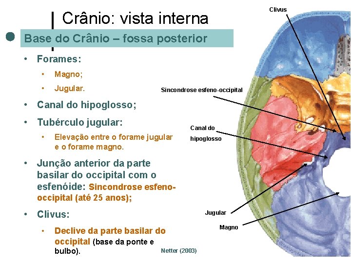 Clivus Crânio: vista interna Base do Crânio – fossa posterior • Forames: • Magno;