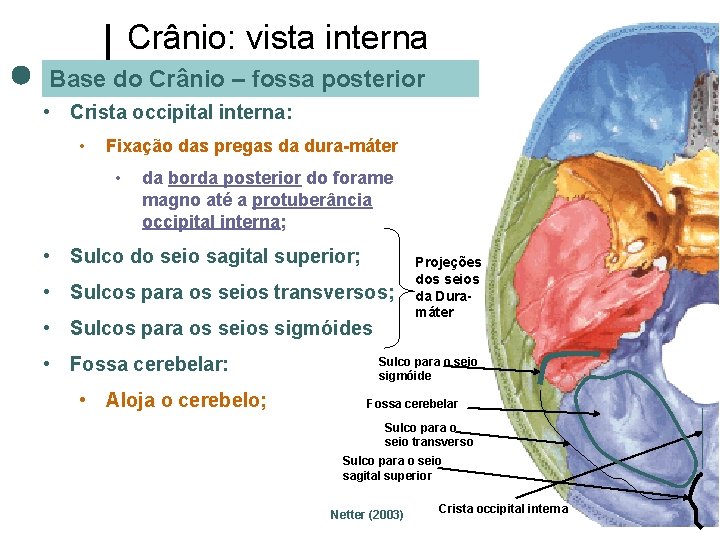 Crânio: vista interna Base do Crânio – fossa posterior • Crista occipital interna: •