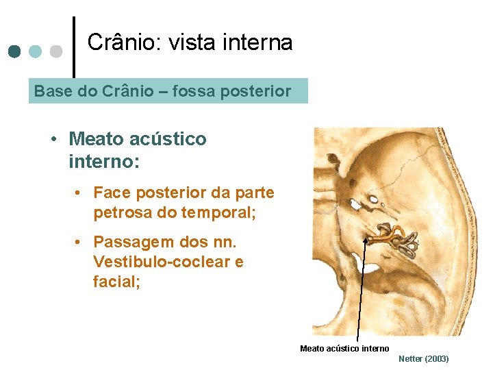 Crânio: vista interna Base do Crânio – fossa posterior • Meato acústico interno: •