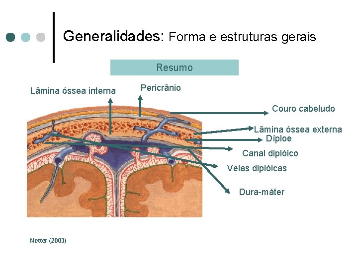 Generalidades: Forma e estruturas gerais Resumo Lâmina óssea interna Pericrânio Couro cabeludo Lâmina óssea