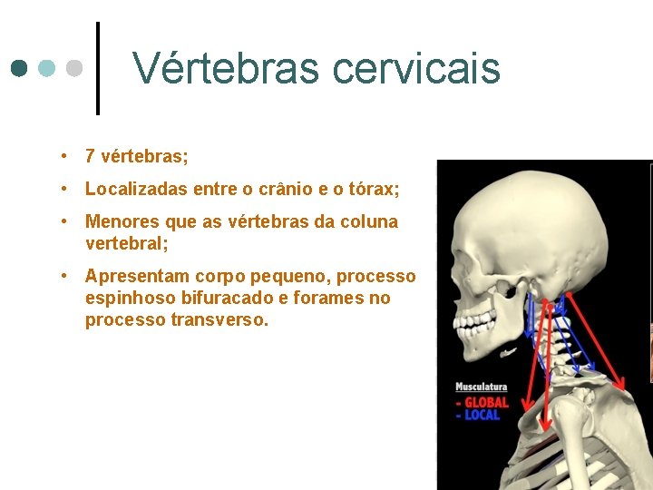 Vértebras cervicais • 7 vértebras; • Localizadas entre o crânio e o tórax; •