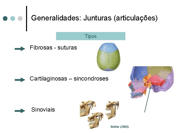 Generalidades: Junturas (articulações) Tipos Fibrosas - suturas Cartilaginosas – sincondroses Sinoviais Netter (2003) 