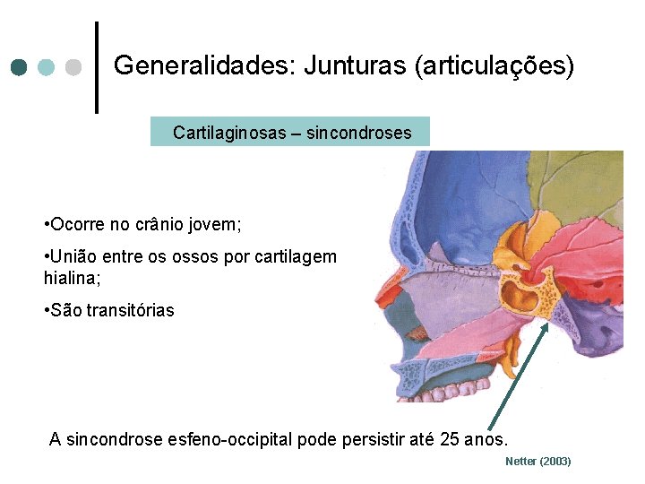 Generalidades: Junturas (articulações) Cartilaginosas – sincondroses • Ocorre no crânio jovem; • União entre