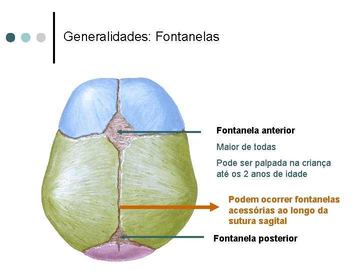 Generalidades: Fontanelas Fontanela anterior Maior de todas Pode ser palpada na criança até os