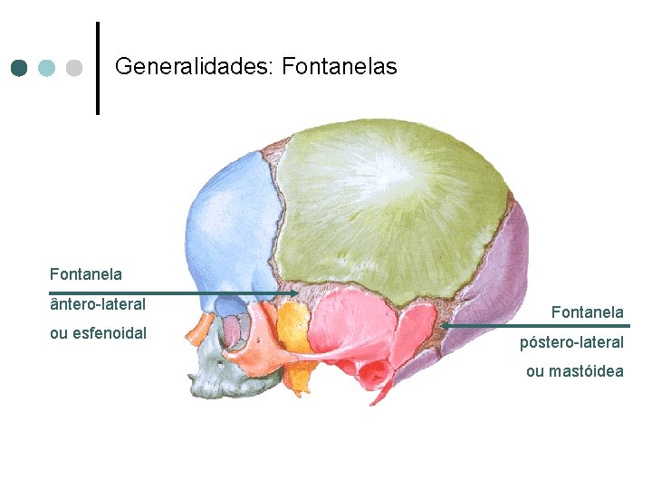 Generalidades: Fontanelas Fontanela ântero-lateral ou esfenoidal Fontanela póstero-lateral ou mastóidea 